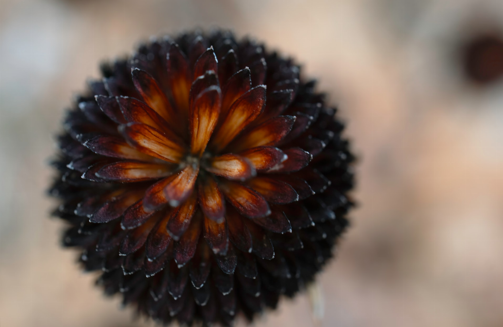 3 choses a savoir sur les fleurs dans une maison